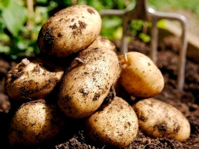Разъяснение замминистра: Почему упала урожайность томатов и картофеля в Армении?
