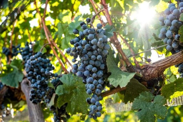 WineStory. &laquo;Karas&raquo; - как ренессанс армянского виноделия завоевывает рынок США