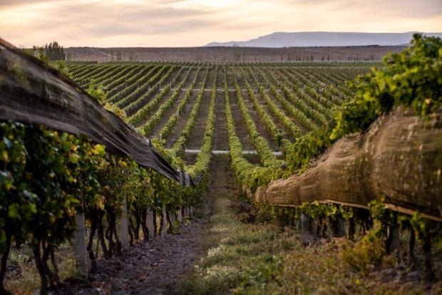 WineStory. &laquo;Karas&raquo; - как ренессанс армянского виноделия завоевывает рынок США