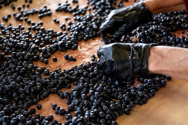 WineStory. &laquo;Karas&raquo; - как ренессанс армянского виноделия завоевывает рынок США